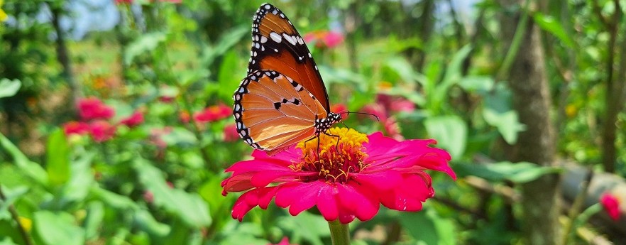 Butterfly in Sri Lanka