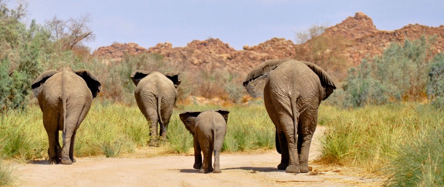 Elephants in Namibia