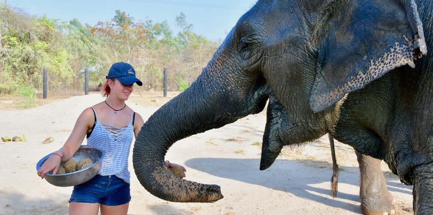 Volunteer helping rescued elephant in Thailand