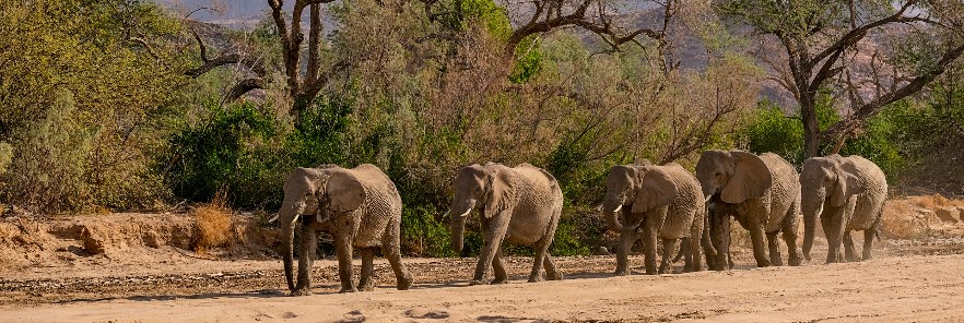 Elephant herd in Namibia