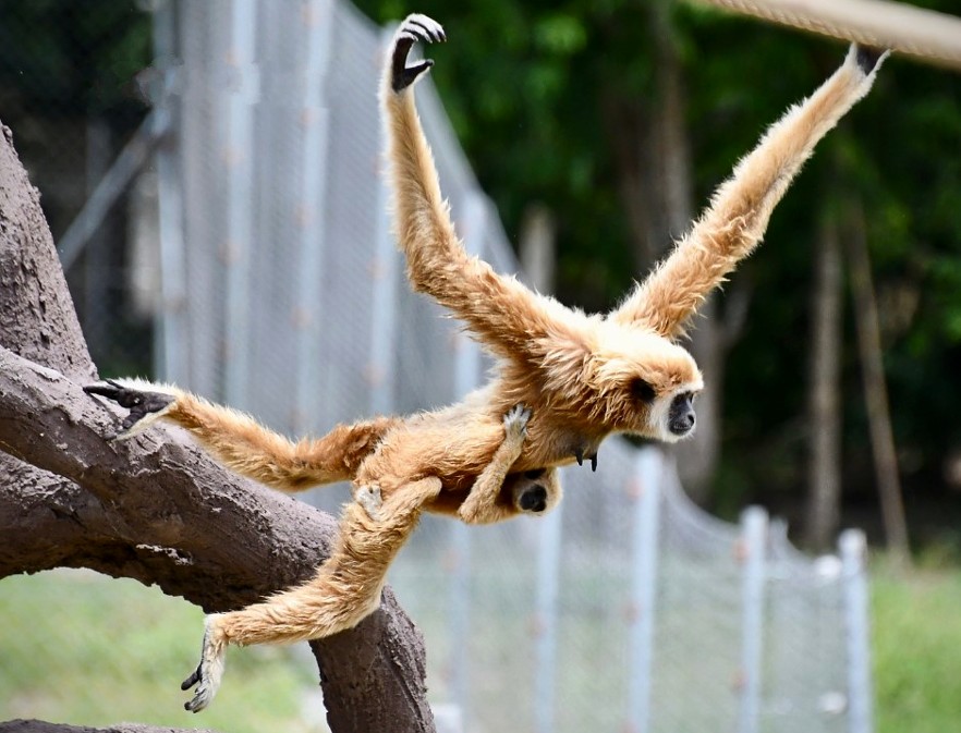 Gibbons swinging in Thailand