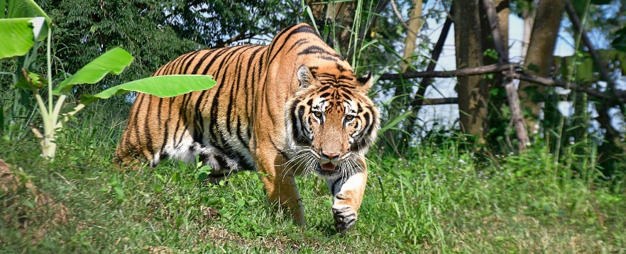 Rescued tiger in Thailand