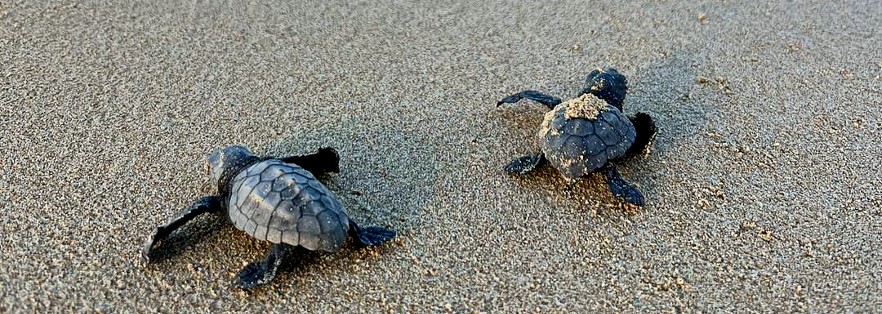 Turtle hatchlings in Greece