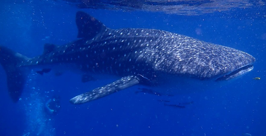 Whale shark in Sri Lanka