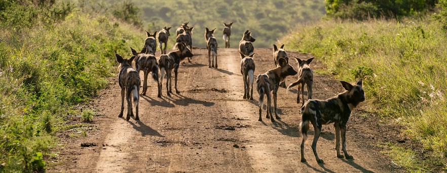 African wild dog pack in South Africa