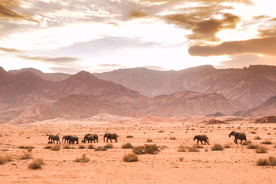 20 years helping desert elephants