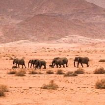 20 years helping desert elephants