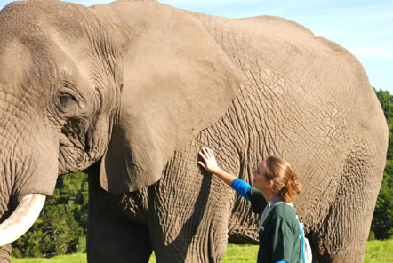 Shannon’s Elephant Care and Research Guest Blog