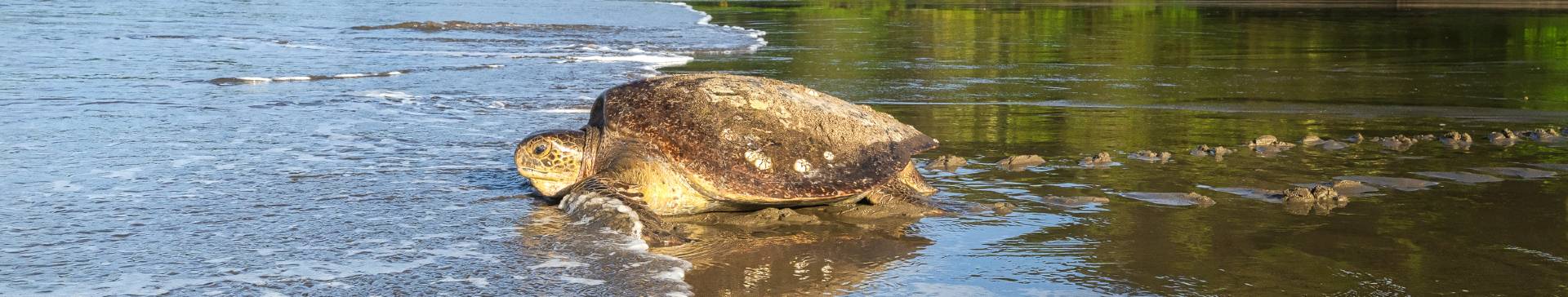 Turtle and Wildlife Conservation