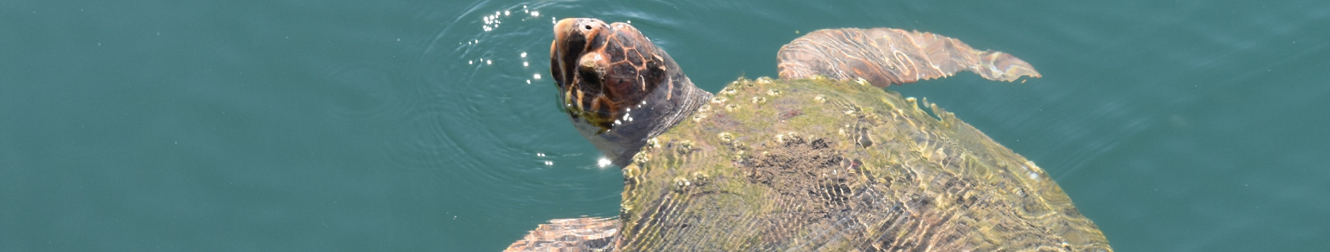 Family Education Trip - Turtle and Marine Conservation