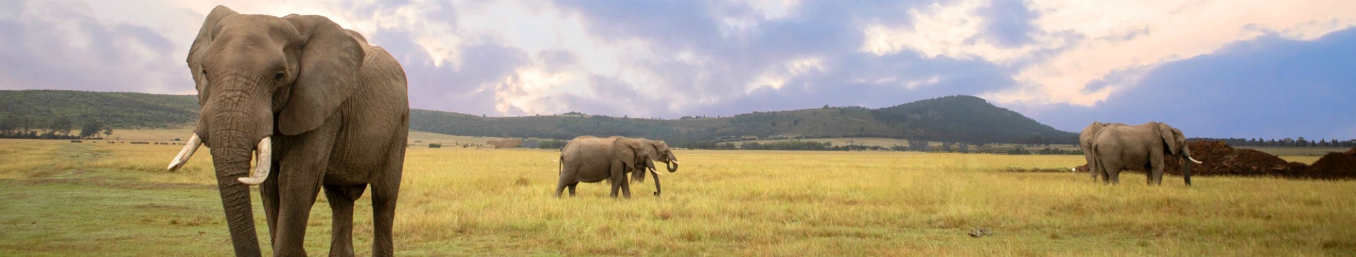 Elephant Care and Research