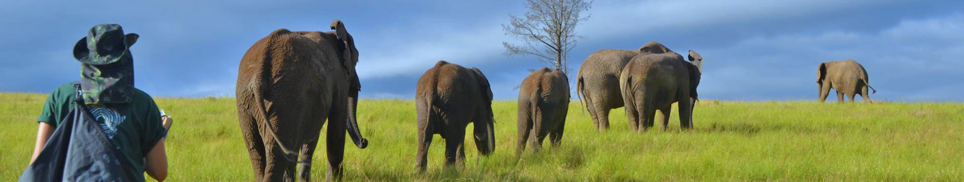 Volunteer with Elephants South Africa | Pod Volunteer