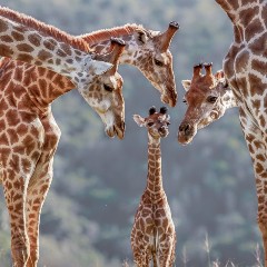 South Africa giraffes