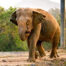 Volunteer with Elephants Abroad