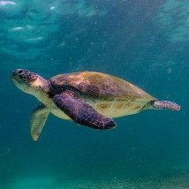 VOLUNTEER WITH TURTLES ABROAD